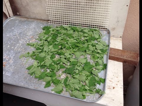 download lagu mp3 mp4 How To Dry Catnip In The Oven, download lagu How To Dry Catnip In The Oven gratis, unduh video klip How To Dry Catnip In The Oven