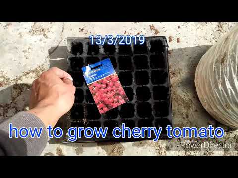, title : 'How to grow cherry tomato part-1  زراعة الطماطم الشيري الجزء الاول انبات البذور'