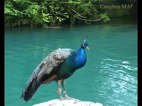 ABKHAZIA   Independet Republic