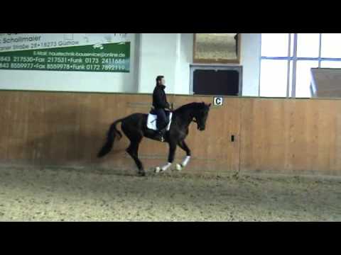 Saryno-Casaretto Wallach * 2008