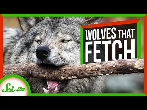 これらの愛らしいオオカミは、フェッチを再生する - そして、ドグマを無視する｜SciShow News (These Adorable Wolves Play Fetch – And Defy Dogma | SciShow News)