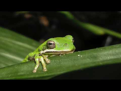 Broasca si boul - La Fontaine [audio]