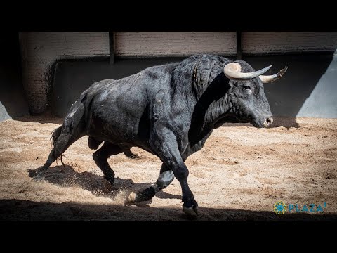 SORTEO | Corrida Goyesca 2 mayo, Valdefresno