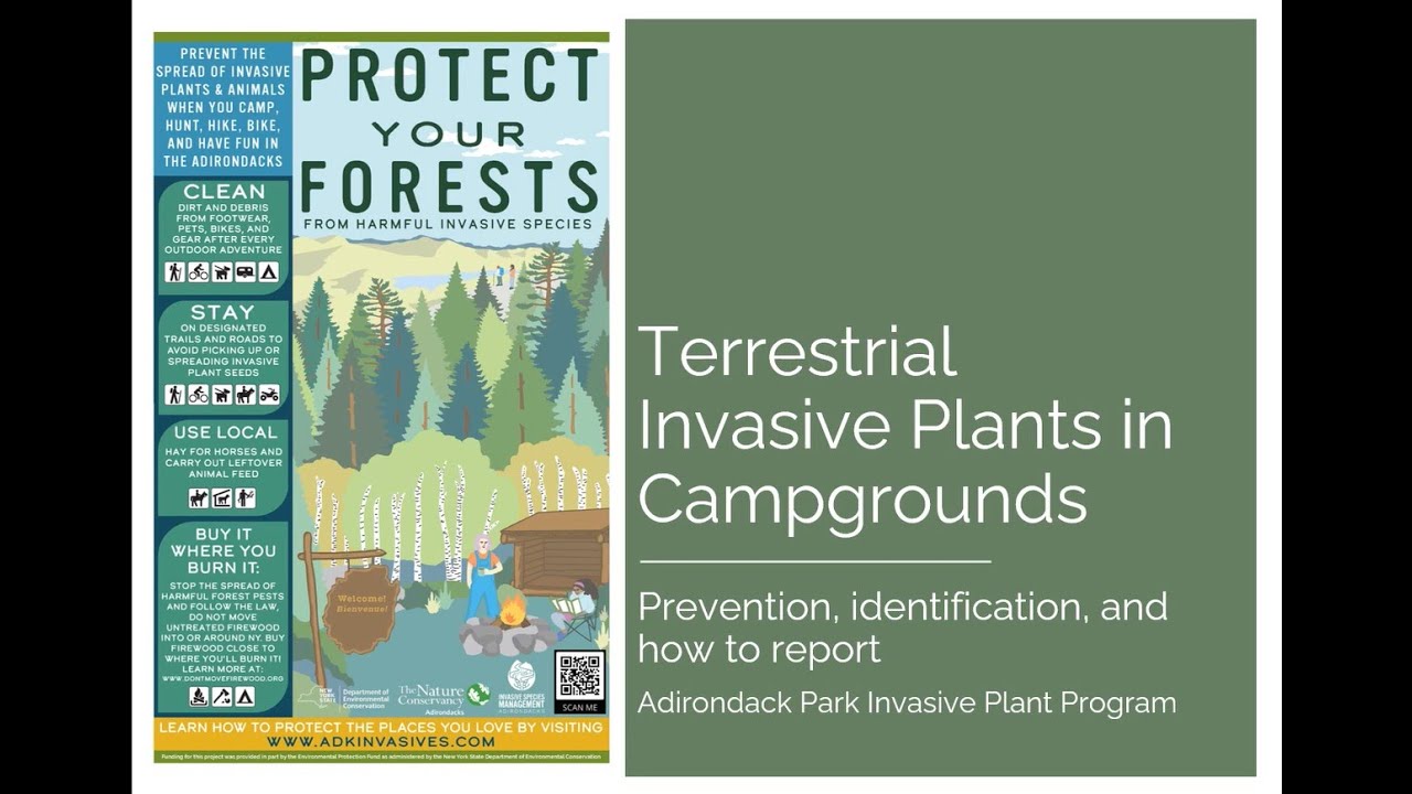 Terrestrial Invasive Plants in Campgrounds