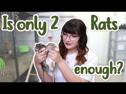 Is it okay to only have 2 Rats?