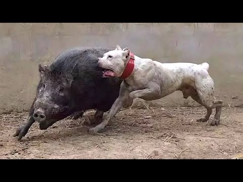 , title : 'تعرف على كلب دوجو أرجنتينو | كلب لا يعرف الخوف صائدالخنازير البرية !؟'