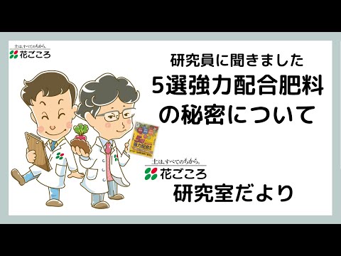 牡丹の肥料：春に適用する最も効果的な天然物は次のとおりです。  庭園
