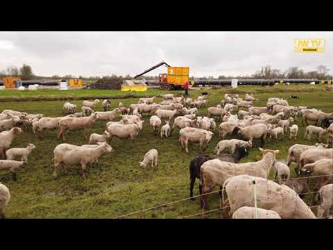 Lammetjesdag op de Adrianushoeve