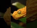 Close Up Snake Faces Very Close Faces Of Snakes Snake Make Face