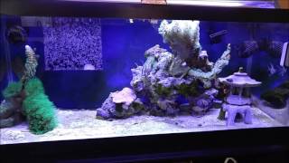 20 Long Reef Tank NO MORE