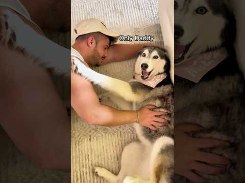 My Husky Refuses To Cuddle With Mommy! 😳👀