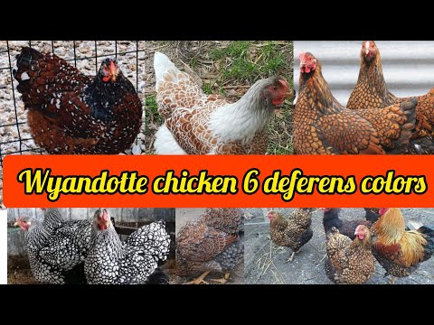 Wyandotte chicken colors — silver, golden laced