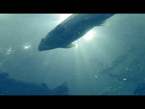 Bluehouse Salmon - Innovation meets Sustainability