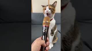 Download lagu ingin lihat kucing bernyanyi#shorts mp3