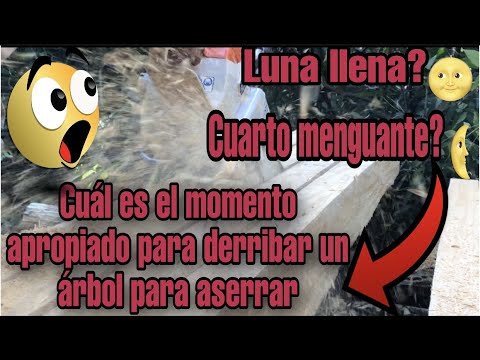 En qué momento derribar un árbol para aserrar/luna nueva?/ cuarto creciente?/ como aserrar madera