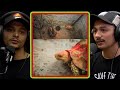 Rohit Roshan On Necessity Of Elongated Tortoise Conservation