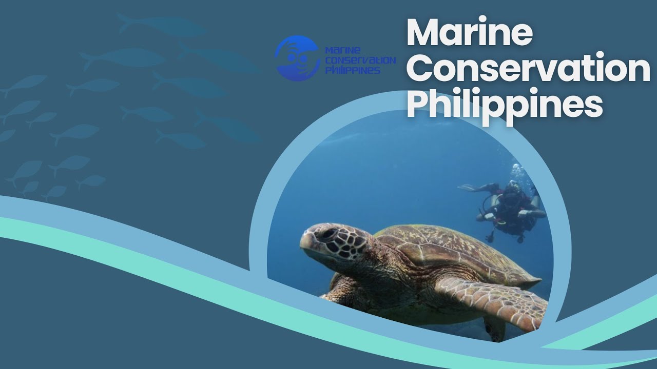 Marine Conservation Programme with Marine Conservation Philippines