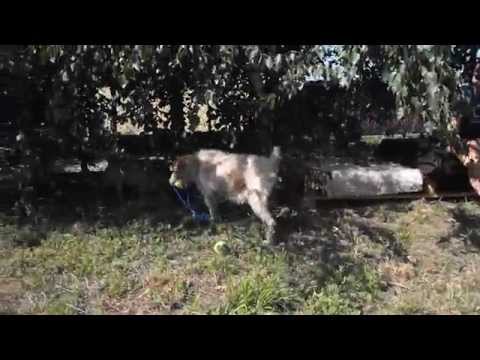 Schronisko w Środzie Wlkp. - Rawia i szarpak :]