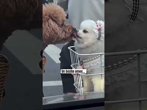 Un besito omee… #humor #doblaje #animals #comedia