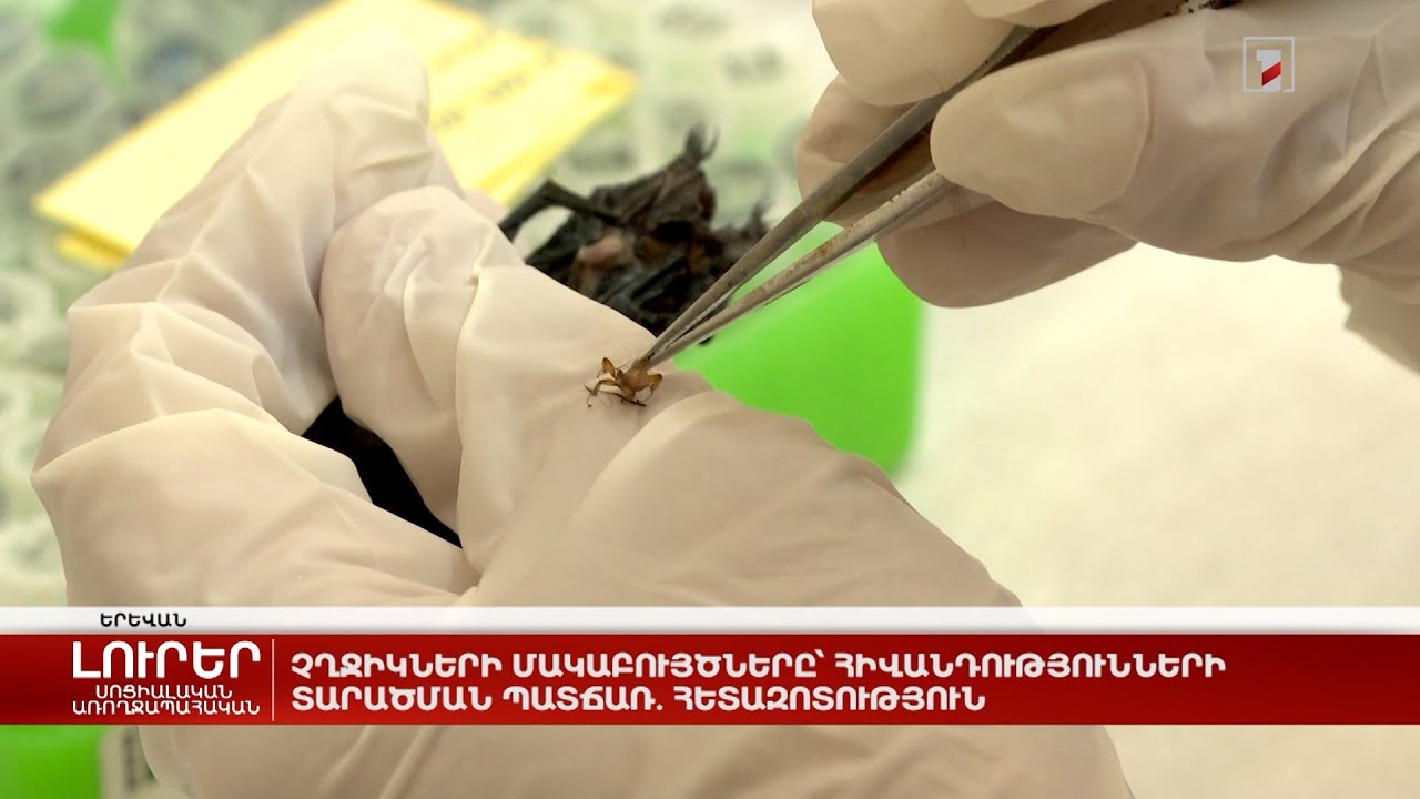 Չղջիկների մակաբույծները՝ հիվանդությունների տարածման պատճառ. հետազոտություն