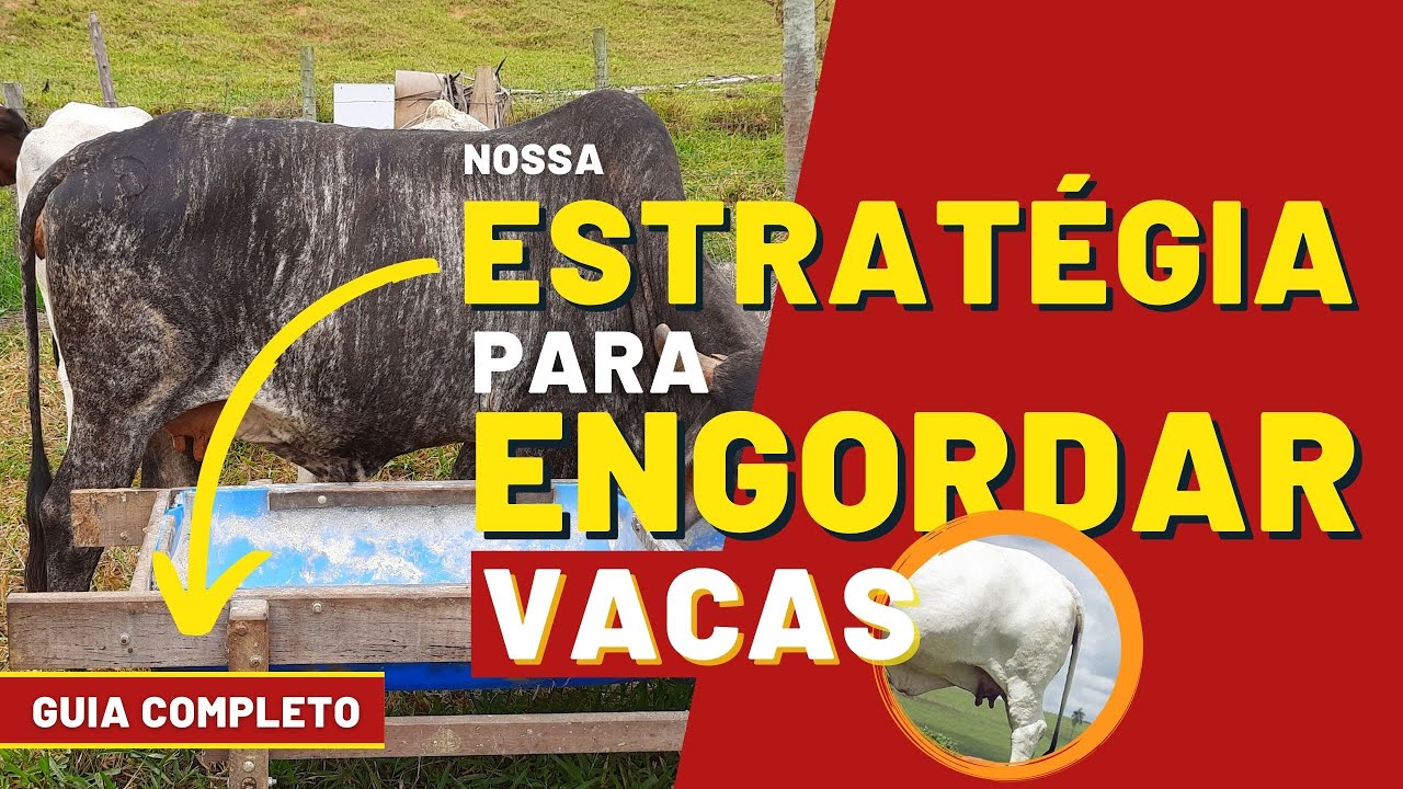 MÉTODO PARA ENGORDAR VACAS DE DESCARTE - Guia completo | Como engordamos gado aqui