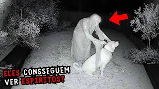 Videos Assustadores De Animais Que Veem Espiritos - O QUE SEU PET VÊ QUANDO VOCÊ NÃO ESTÁ OLHANDO?  