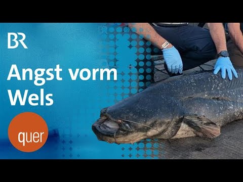 Wels vs. Schwimmer: Welsherrschaft dank Klimawandel? | quer vom BR