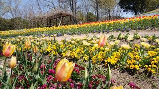 4月 6日, 2020年チュリップ色々