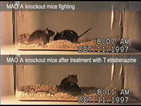 MAO A knockout mice before and after drug treatment