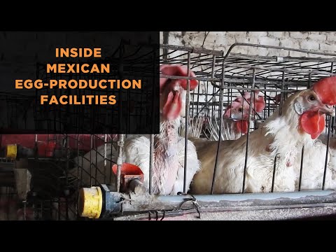 Undercover Investigations - Mercy For Animals Undercover Investigations