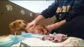 Whelping puppies, Feathering , Tips and Advice for a canine in labor