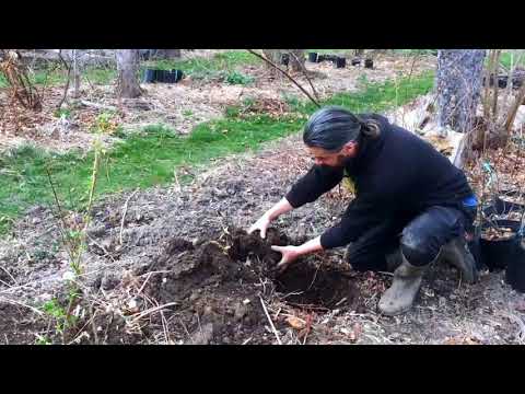 Plant Guild Concept - Aromatic Support Plants