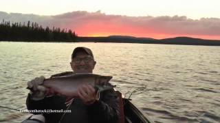 Monster Brook Trout at Igloo Lake (2016) - thanks Deon Dicks