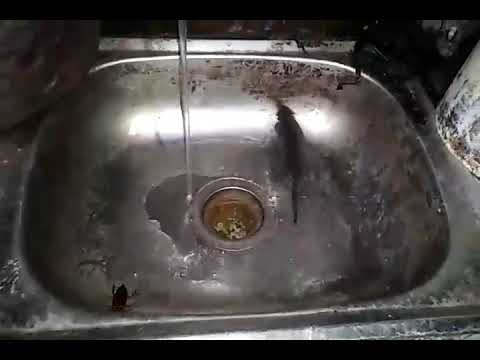 Ketika tikus kena jebakan batman!!!