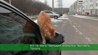 Харківський кіт-таксист став автоблогером