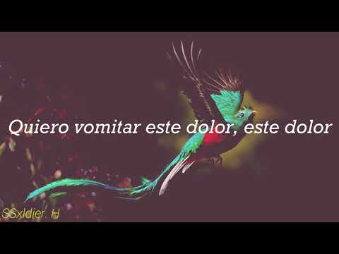 Porter - Murciélago