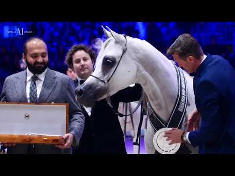 🏆 ALJASSIMYA FARM 🏆 - Awarded two World Silver Medals during the Paris 2018 World Championship