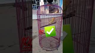 Download lagu This knowledge was previously exchanged for a lovebird for 1.7 million. The proper way to sunbath... mp3 Download lagu This knowledge was previously exchanged for a lovebird for 1.7 million. The proper way to sunbath... mp3