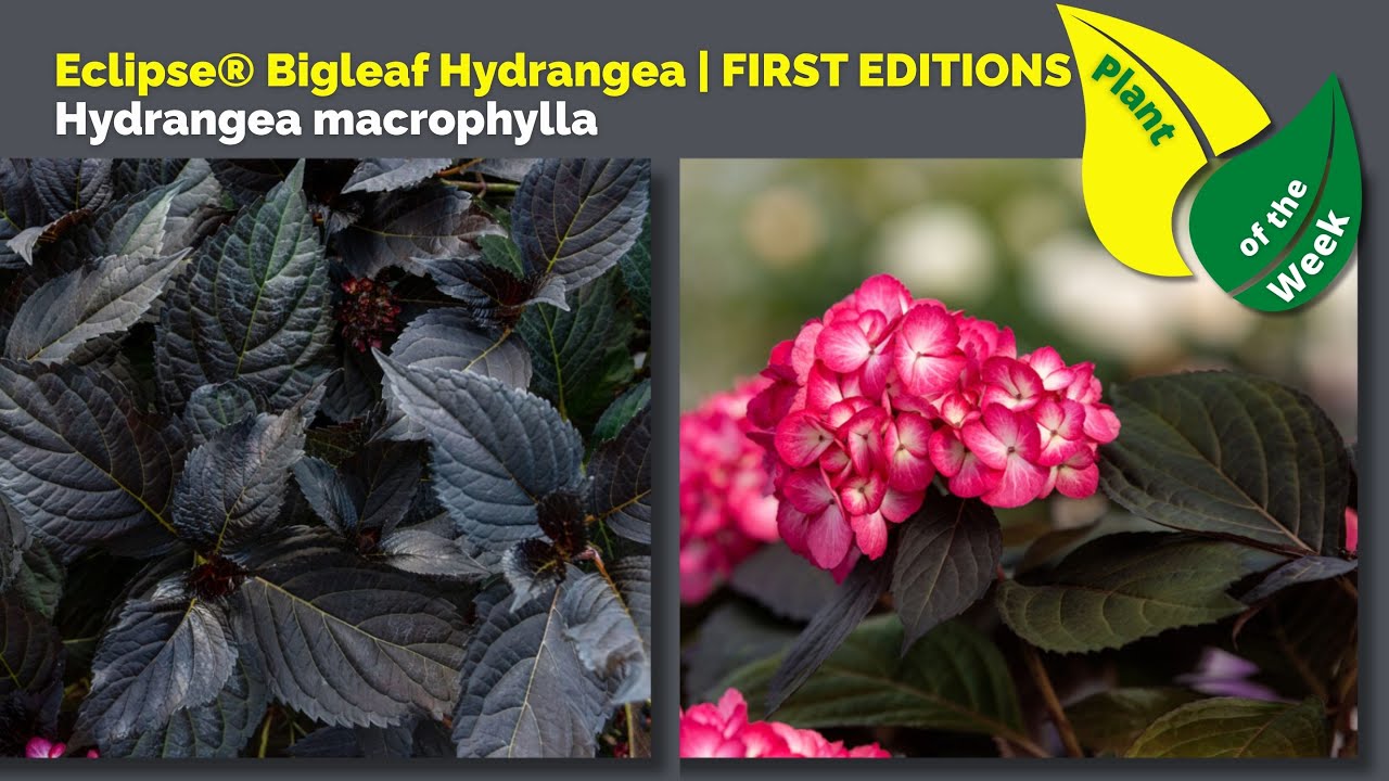 Eclipse® Bigleaf Hydrangea | FIRST EDITIONS | Hydrangea macrophylla