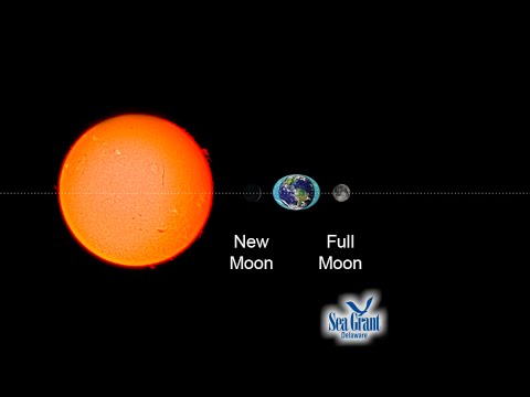 15 Second Science - Spring tides