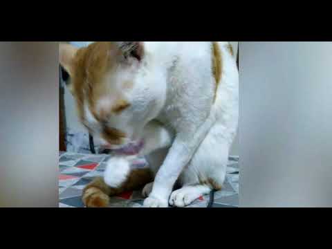 How cats clean their face?