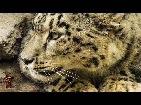 Snow Leopard - The Silent Hunter (Best Wildlife Documentary)