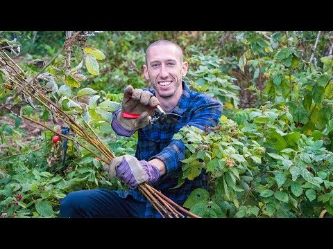 How To Prune Raspberries, Permaculture Gardening