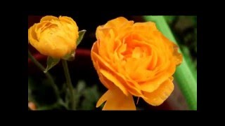 Rain (Disconnected - She wants revenge)