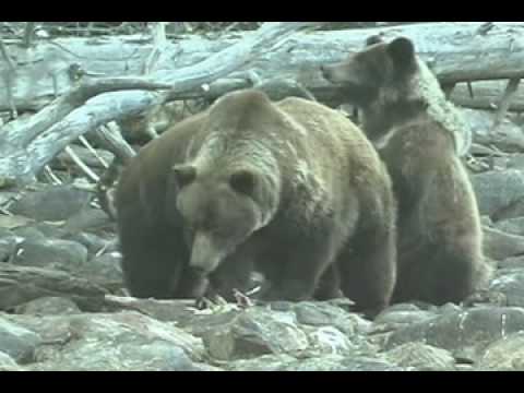 download lagu mp3 mp4 Ursus Horribilis, download lagu Ursus Horribilis gratis, unduh video klip Ursus Horribilis