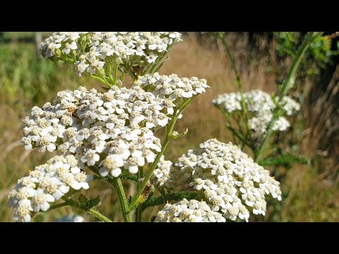 Achillea millefolium - Common yarrow