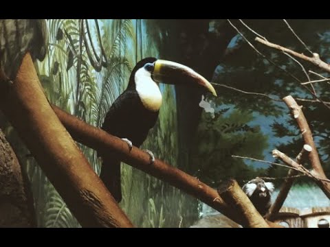 Rone White, Alessandro Diruggiero, Hart & Neenan - Bounce - Original Mix - Little Festival Records