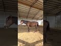 Update on Mama Candy! 🍭🍬 January auction rescue 1/31/2023 #shorts #pregnant #pregnantmare