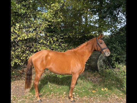 Jillz-Wuranta APACHE x ROUSSEAU - Video 4 video thumbnail