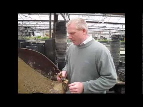 How to Pot a Bare Root Nymphaea Water Lily